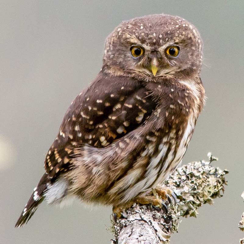 Andean Pygmy Owl Birds
