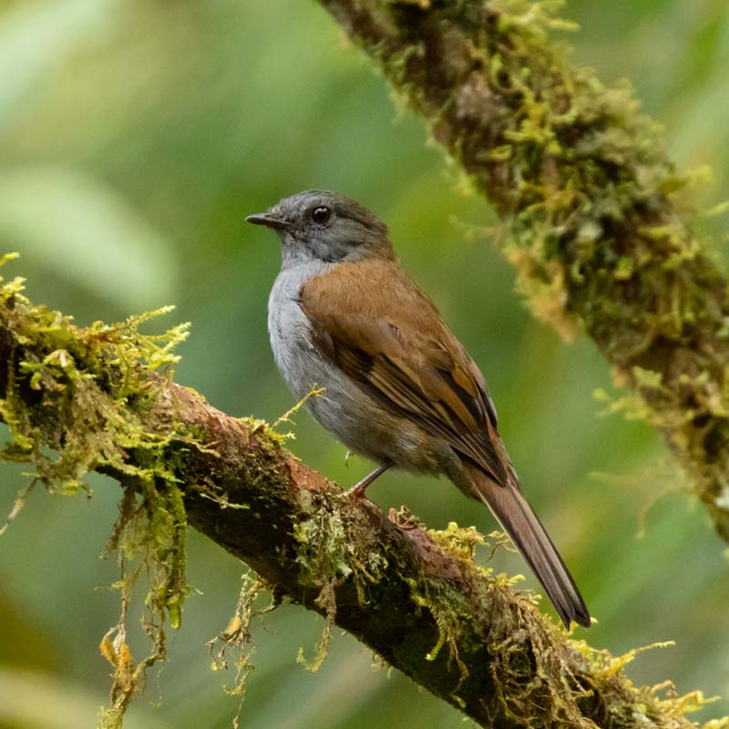Andean Solitaire Birds