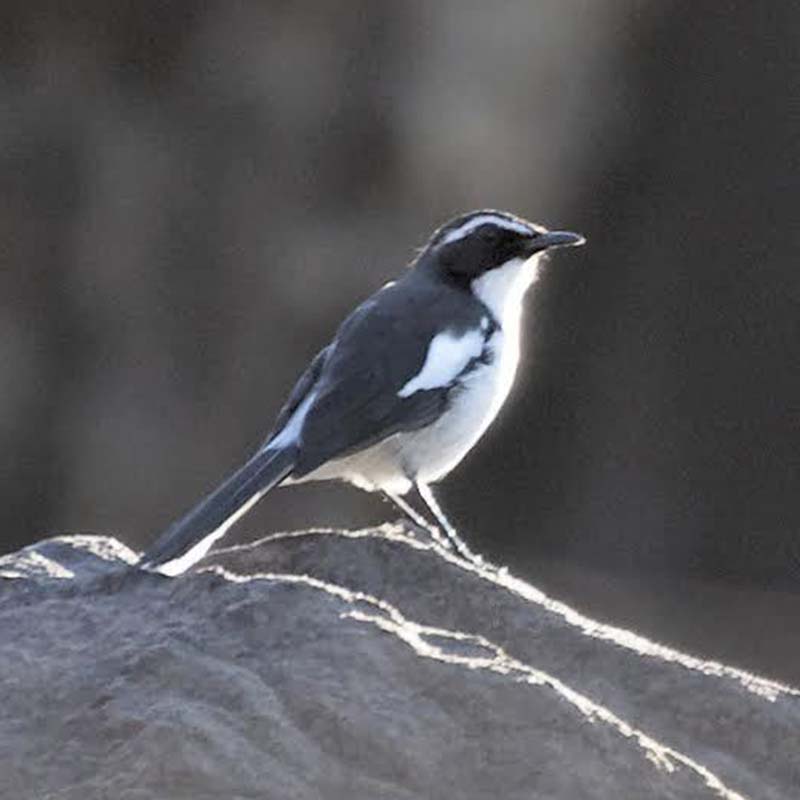 Angolan Cave Chat Birds