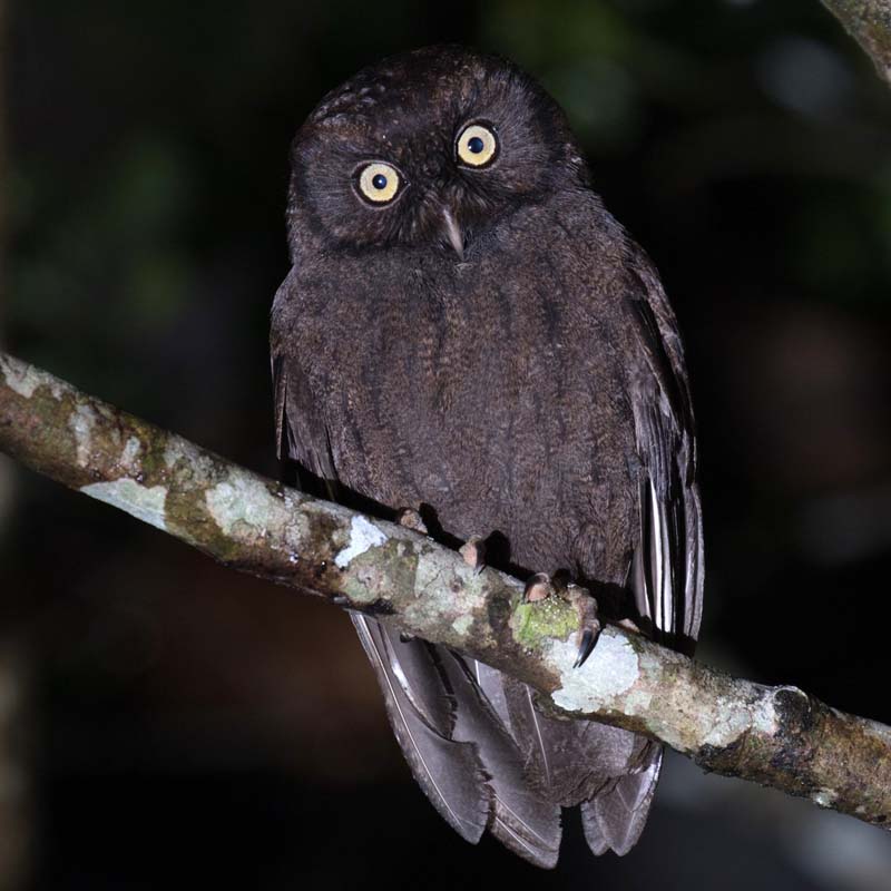 Anjouan Scops Owl Birds