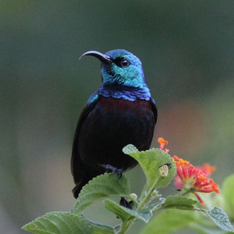 Anjouan Sunbird Birds
