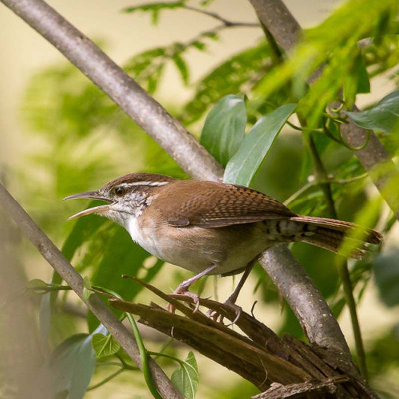Antioquia Wren Birds