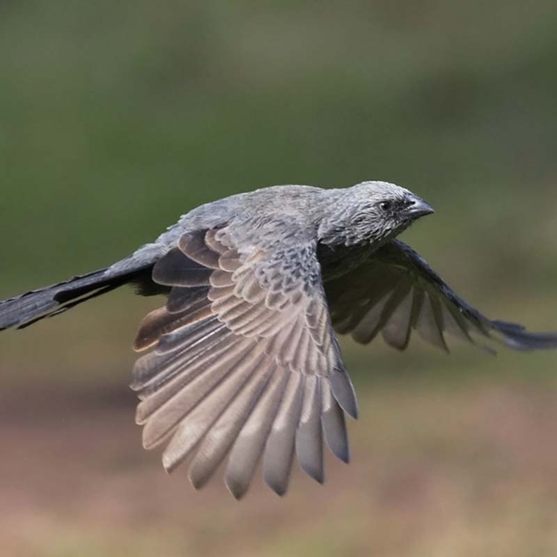 Apostlebird Birds
