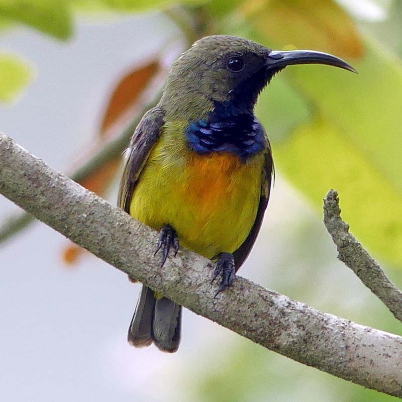 Apricot-Breasted Sunbird Birds