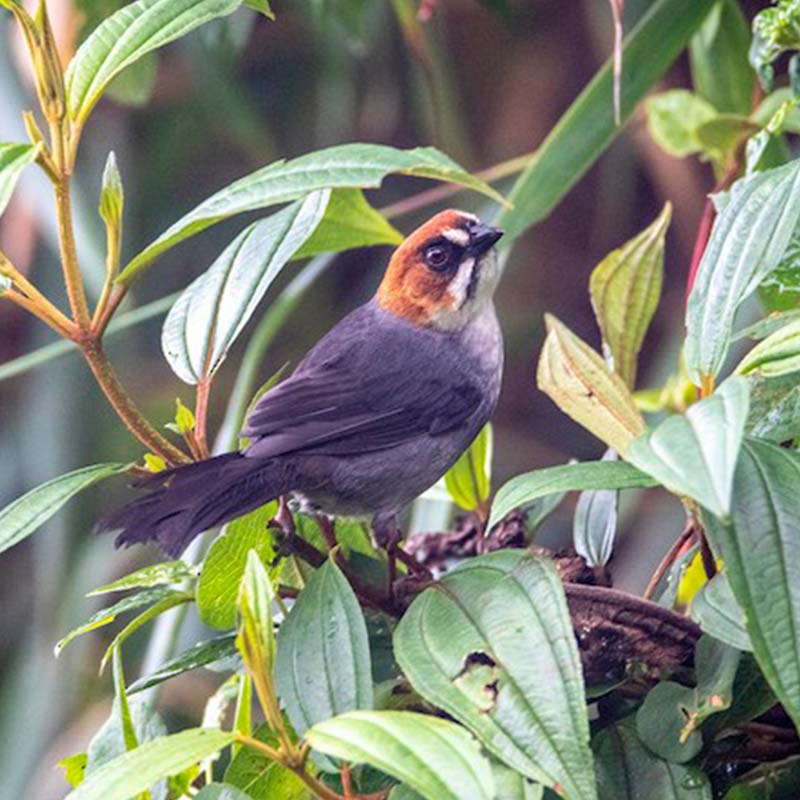 Apurimac Brushfinch Birds