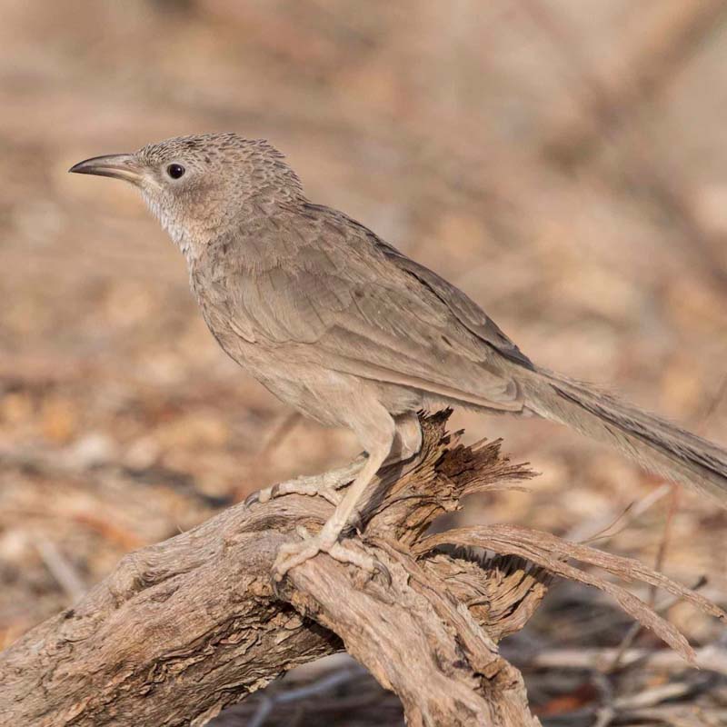 Arabian Babbler Birds
