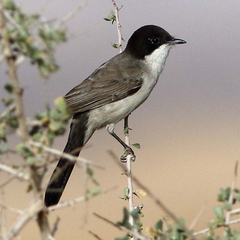 Arabian Warbler Birds