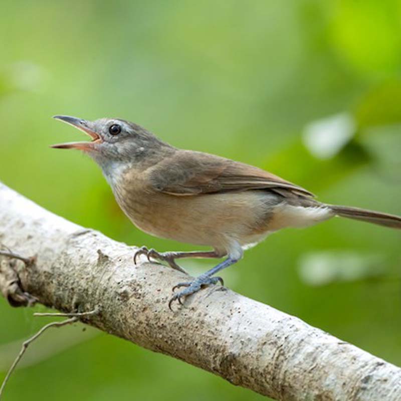 Arafura Shrikethrush Birds