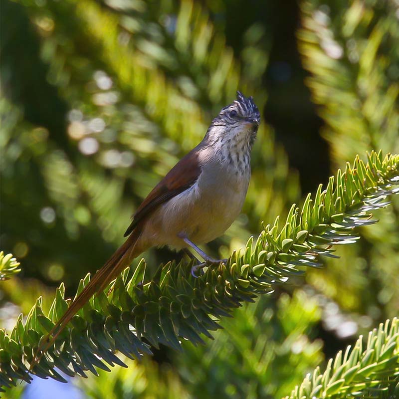 Araucaria Tit-Spinetail Birds