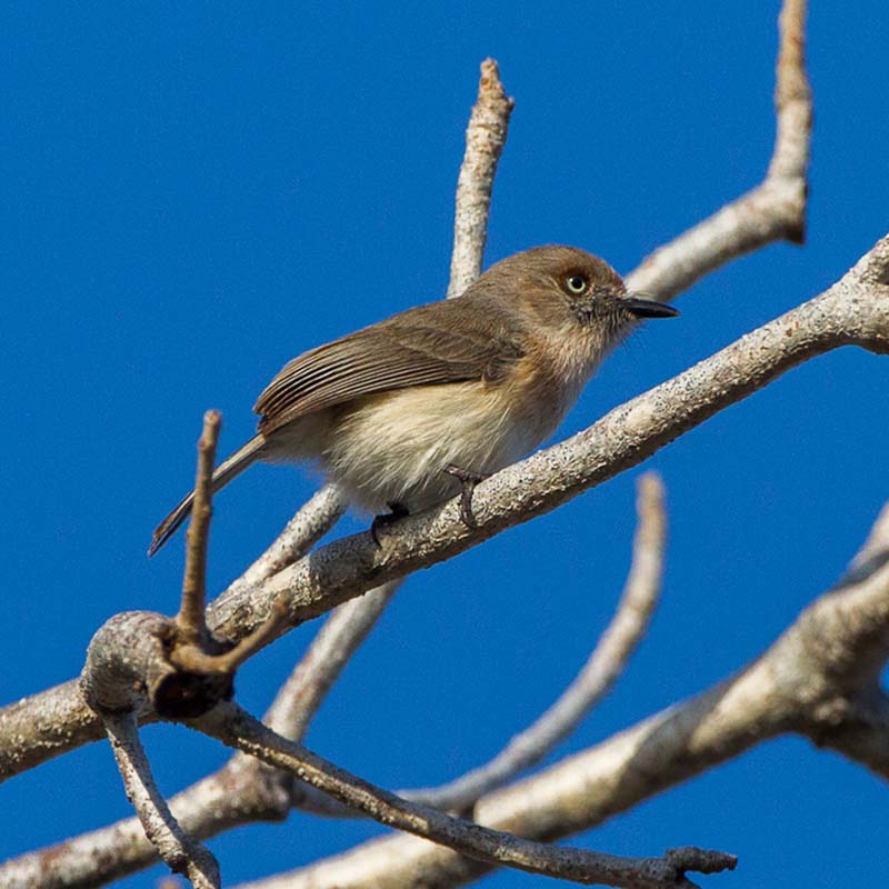 Archbolds Newtonia Birds