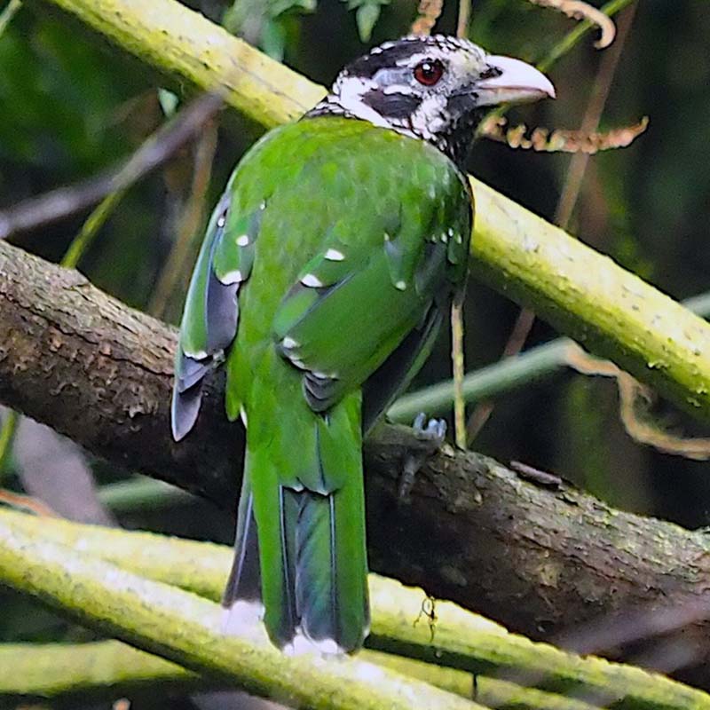 Arfak Catbird Birds