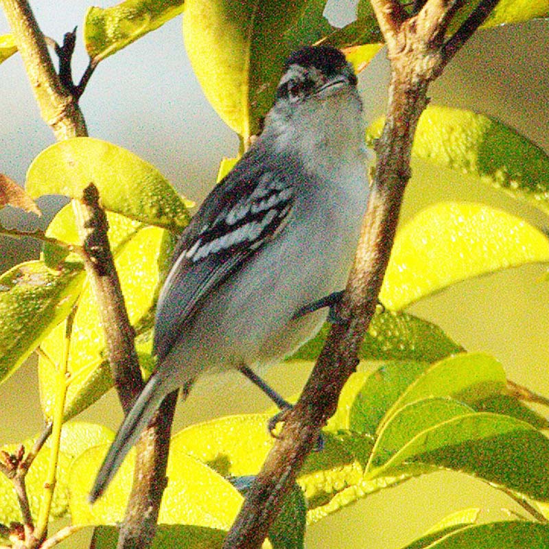 Aripuana Antwren Birds