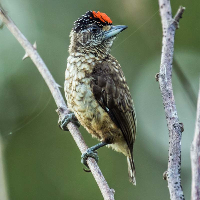Arrowhead Piculet Birds