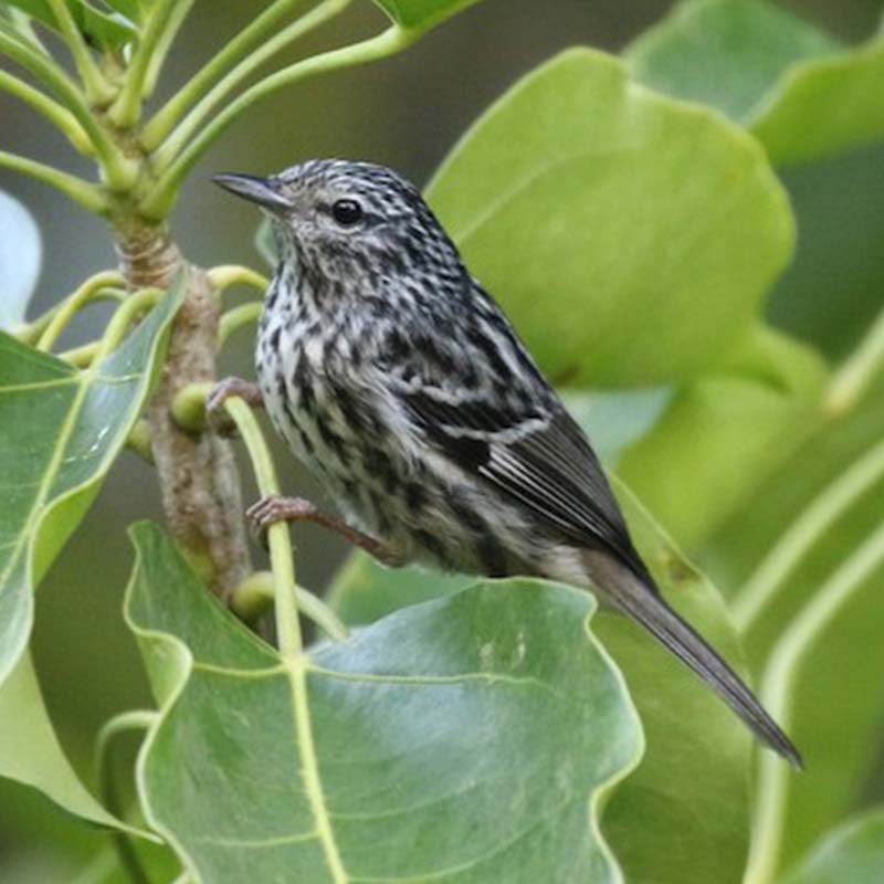 Arrowhead Warbler Birds