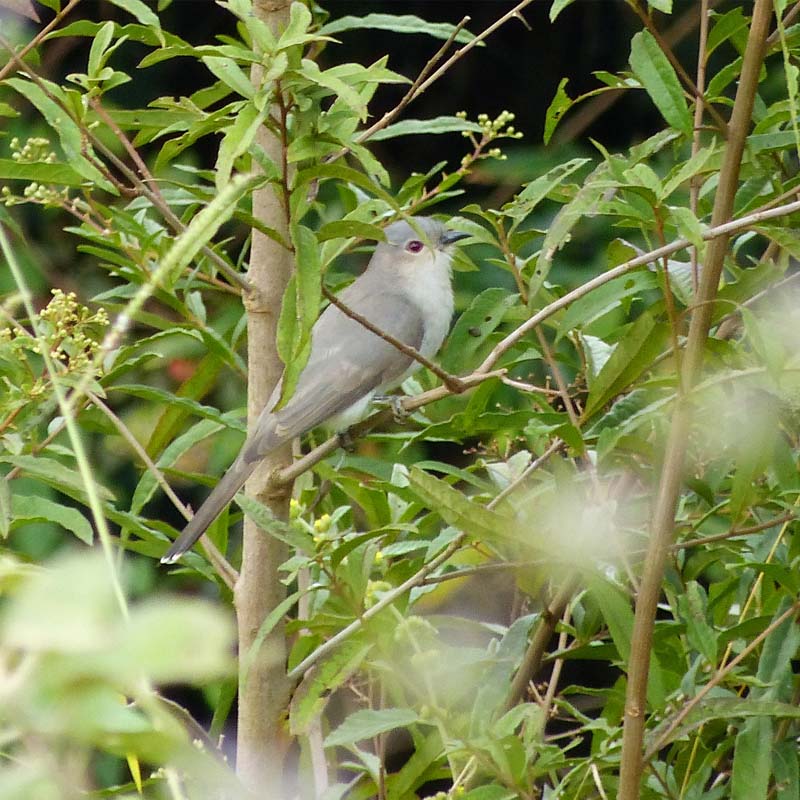 Ash-Colored Cuckoo Birds