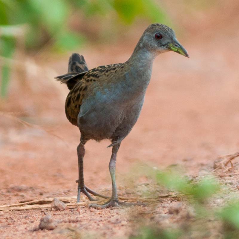 Ash-Throated Crake Birds