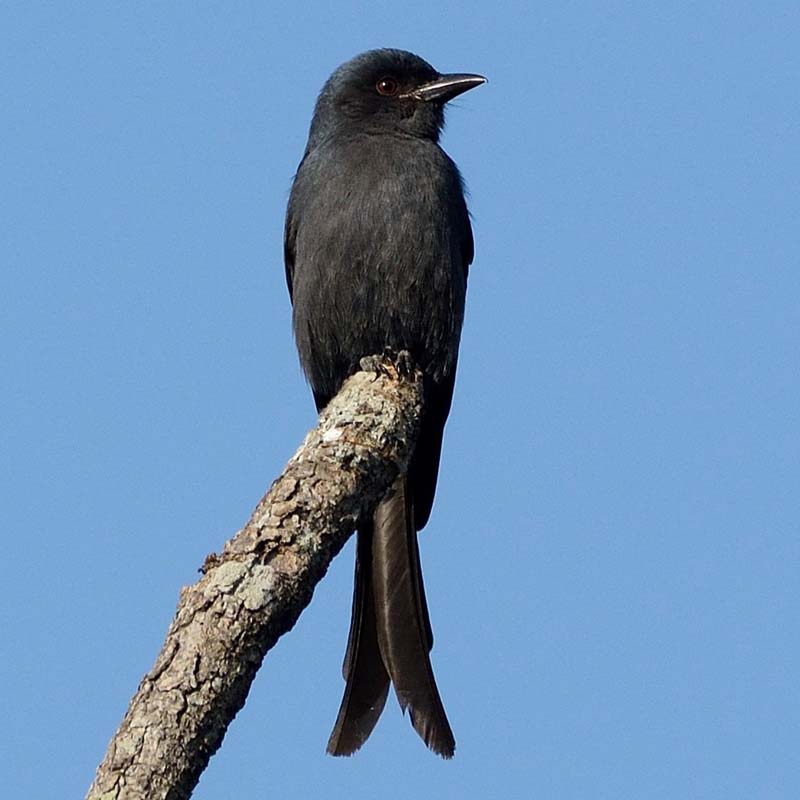 Ashy Drongo Birds