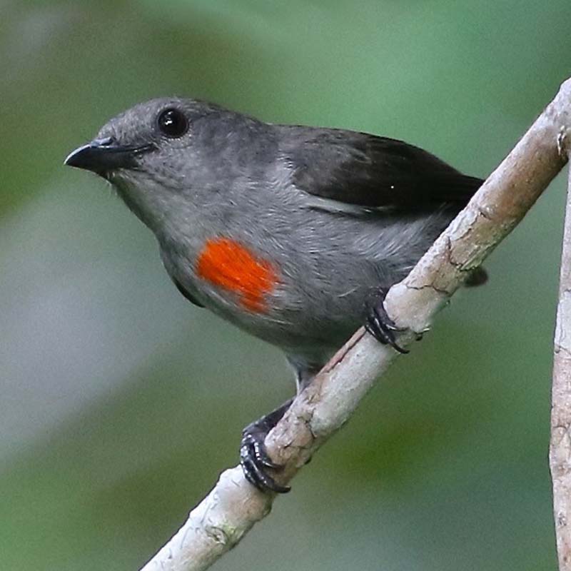 Ashy Flowerpecker Birds