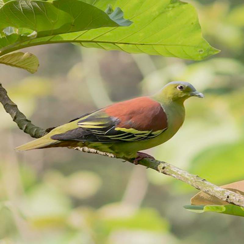 Ashy-Headed Green Pigeon Birds