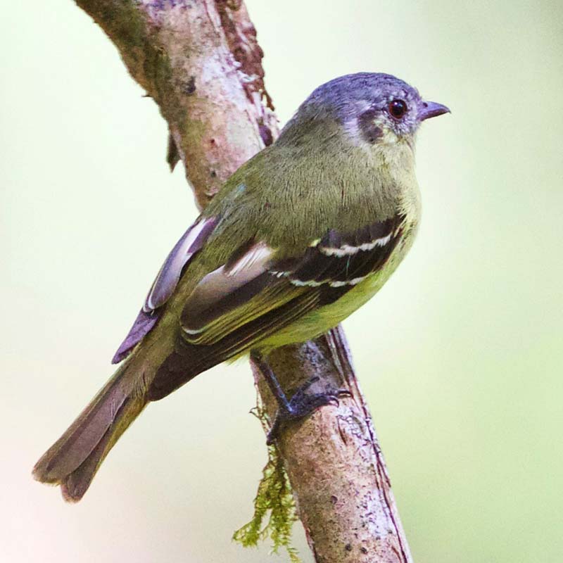 Ashy-Headed Tyrannulet Birds