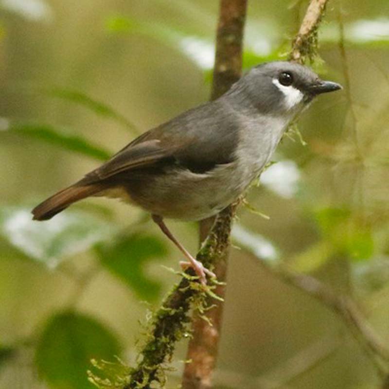 Ashy Robin Birds