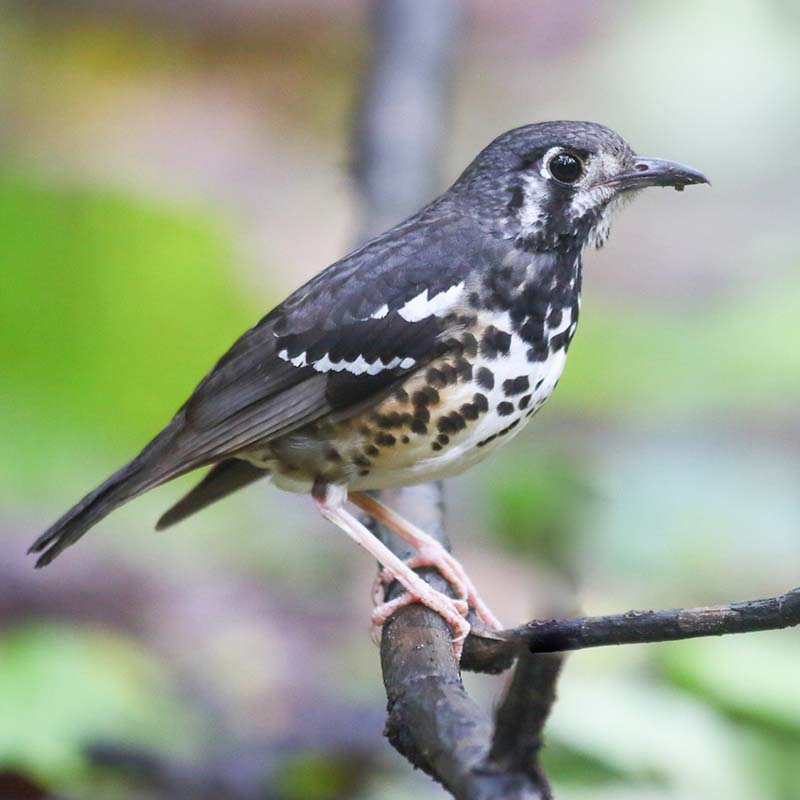 Ashy Thrush Birds
