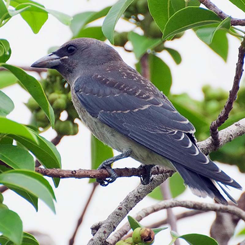 Ashy Woodswallow Birds