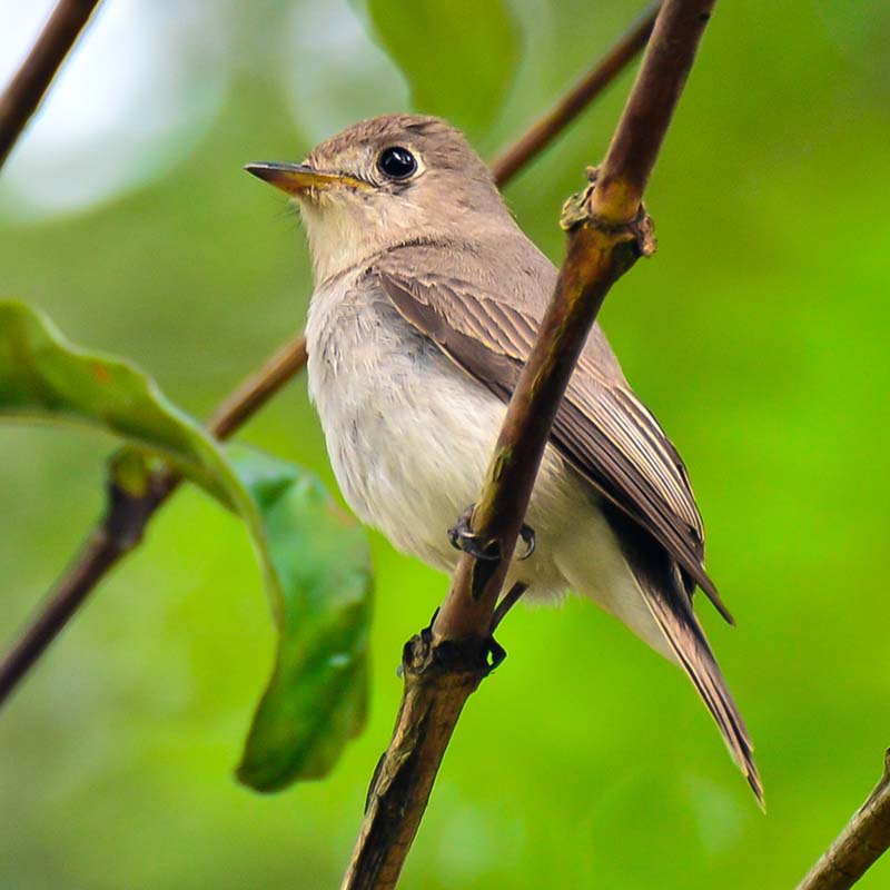 Asian Brown Flycatcher Birds