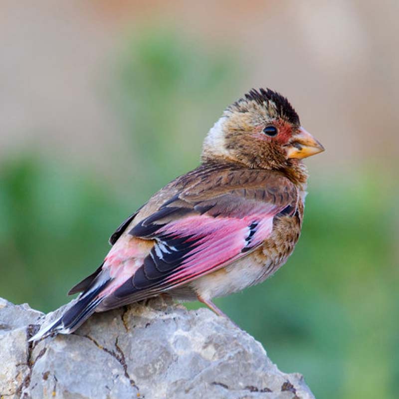 Asian Crimson-Winged Finch Birds