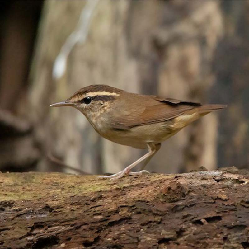 Asian Stubtail Birds