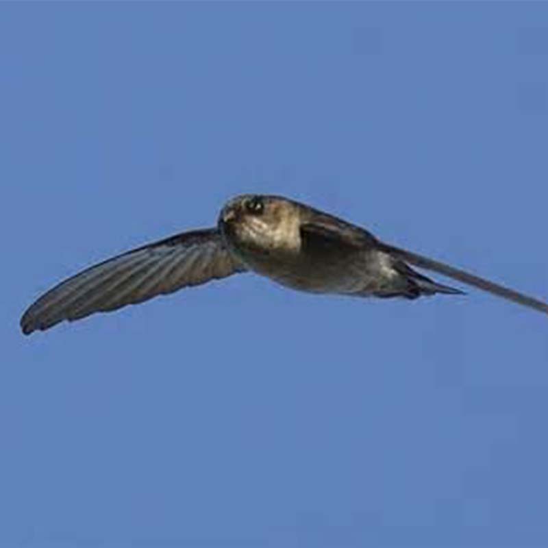 Atiu Swiftlet Birds