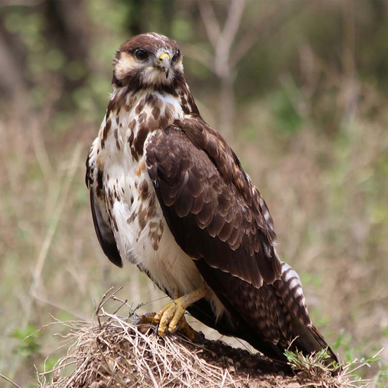 Augur Buzzard Birds