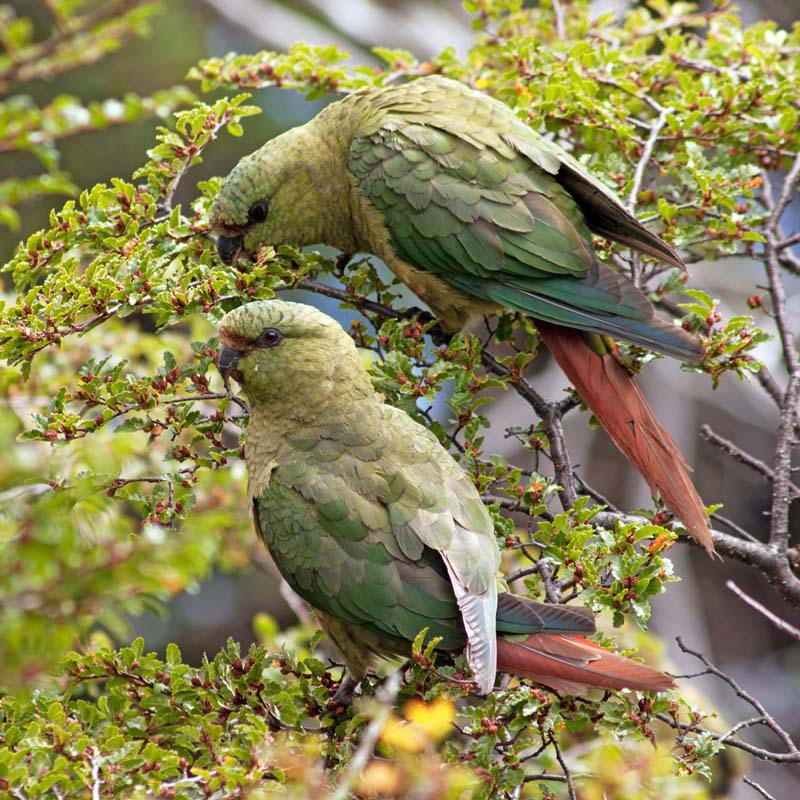 Austral Parakeet Birds