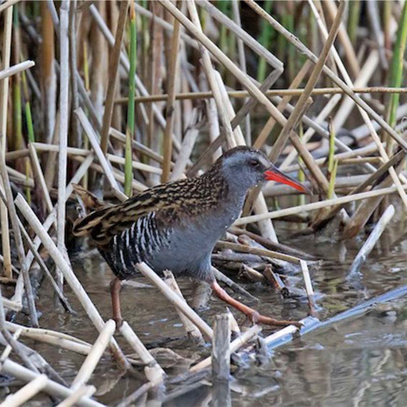 Austral Rail Birds
