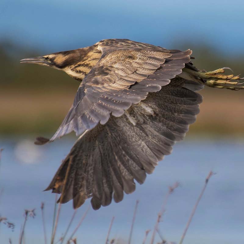 Australasian Bittern Birds