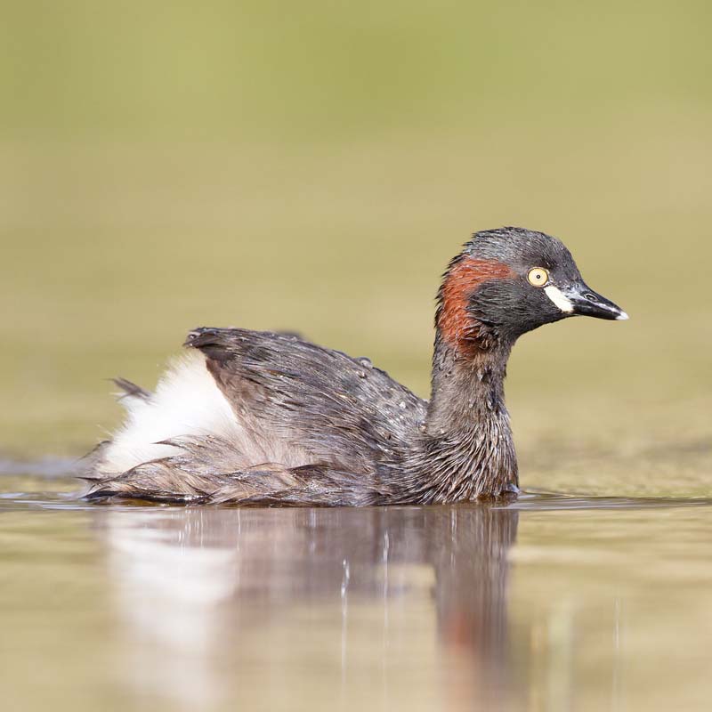 Australasian Grebe Birds