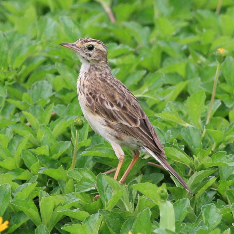 Australasian Pipit Birds