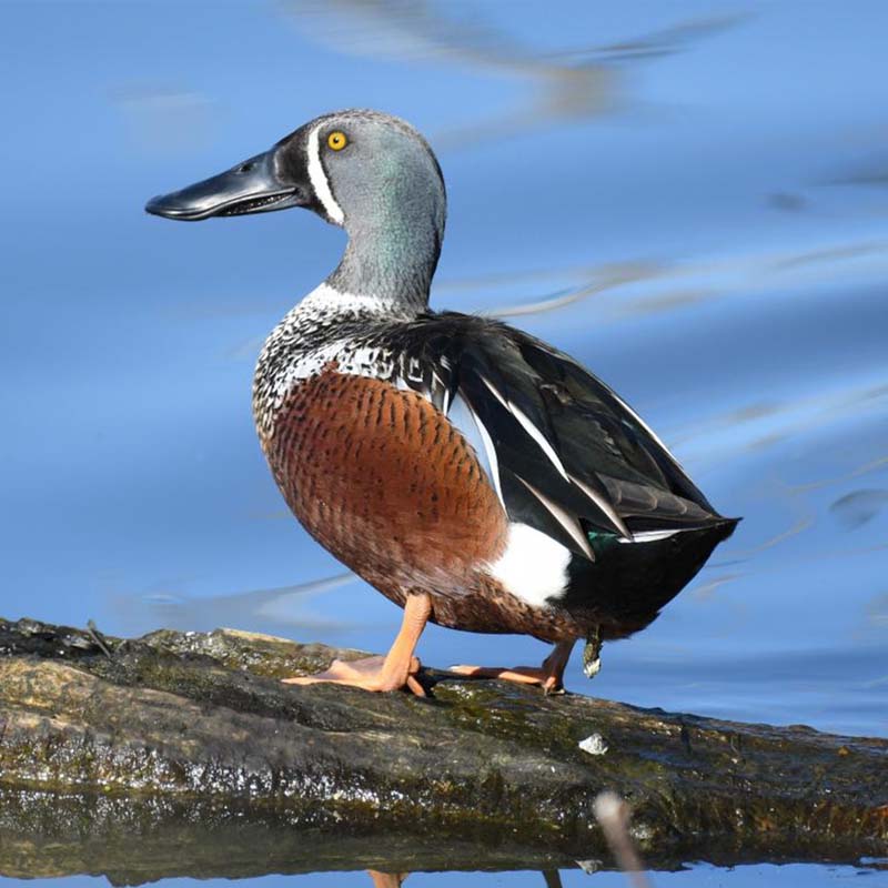 Australasian Shoveler Birds
