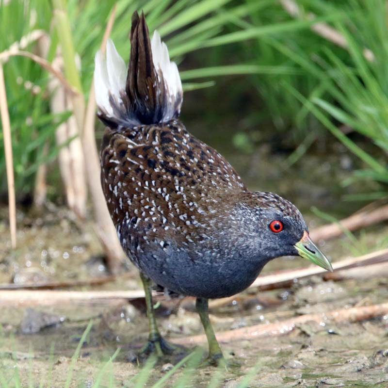 Australian Crake Birds