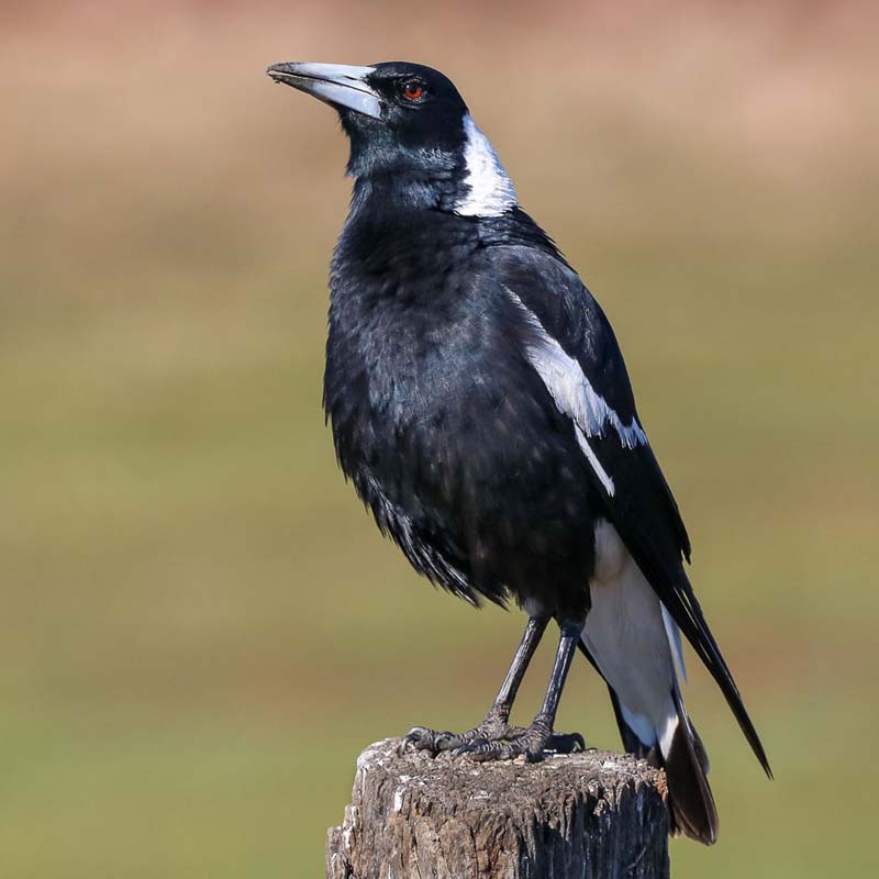 Australian Magpie Birds