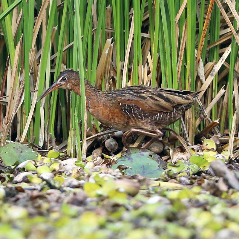 Aztec Rail Birds