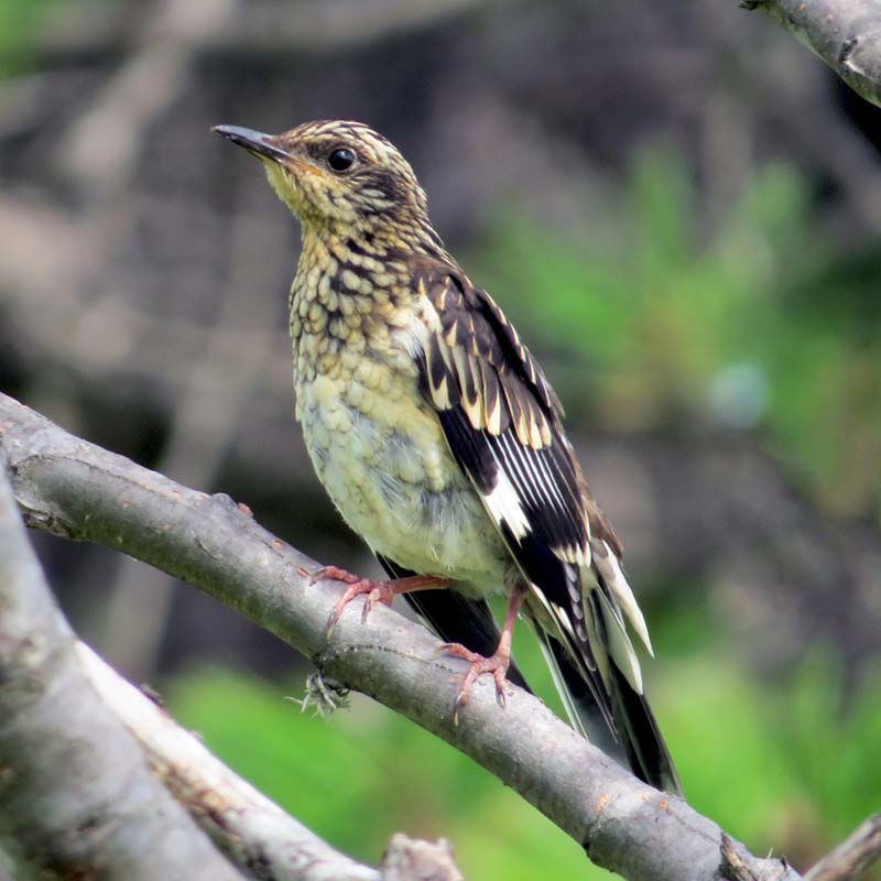 Aztec Thrush Birds