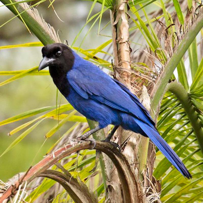 Azure Jay Birds