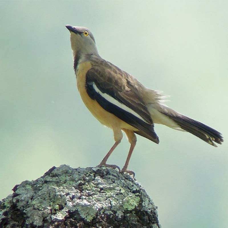Babbling Starling Birds