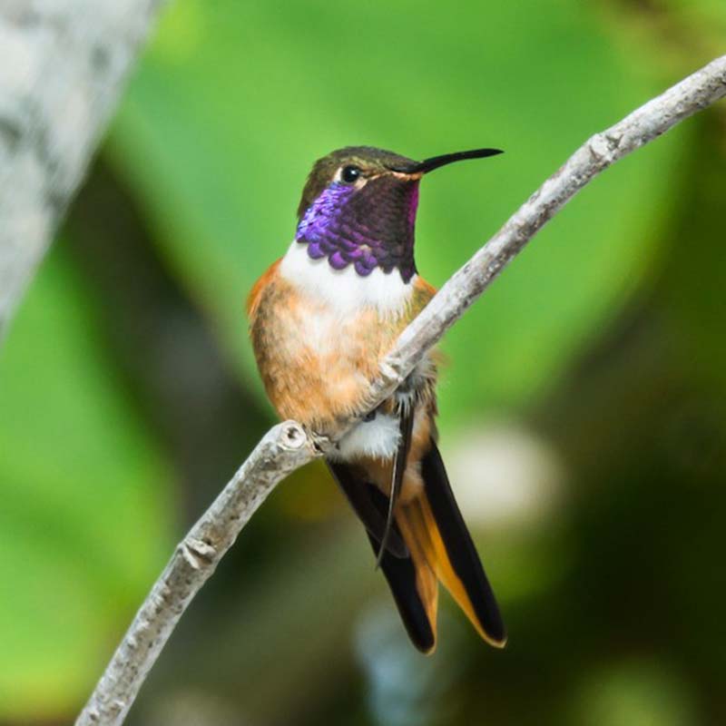 Bahama Woodstar Birds