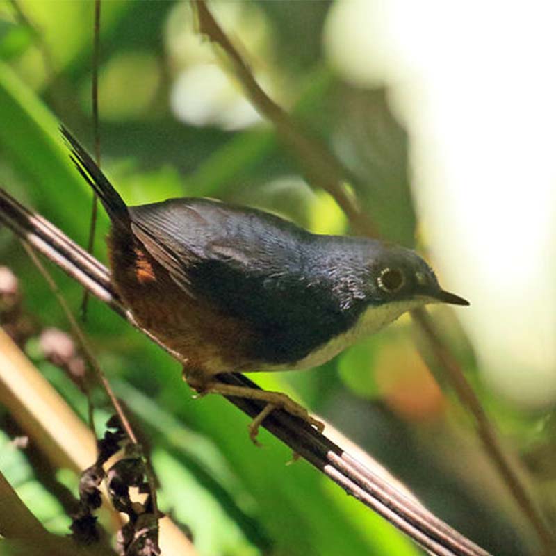Bahia Tapaculo Birds