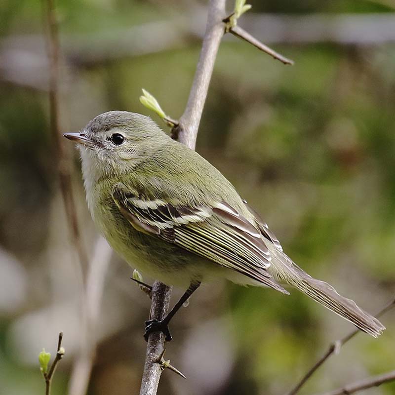 Bahia Tyrannulet Birds