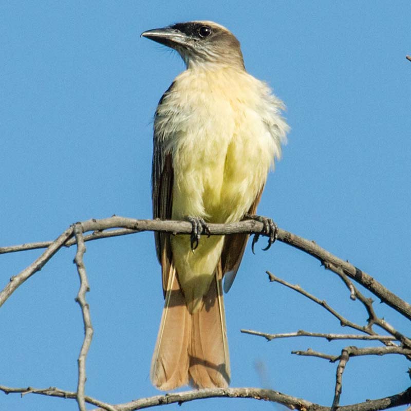 Bairds Flycatcher Birds