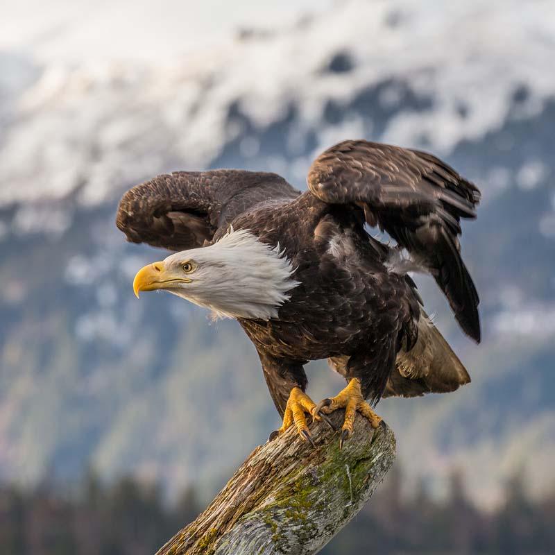 Bald Eagle Birds