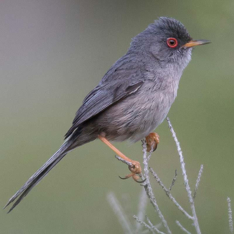 Balearic Warbler Birds
